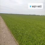 Trawa-Wasy-Wies-8